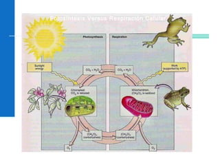 Unidad I Citología
Fotosíntesis Versus Respiración Celular
 