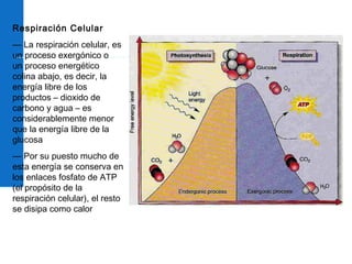 Unidad I Citología
Respiración Celular
— La respiración celular, es
un proceso exergónico o
un proceso energético
colina abajo, es decir, la
energía libre de los
productos – dioxido de
carbono y agua – es
considerablemente menor
que la energía libre de la
glucosa
— Por su puesto mucho de
esta energía se conserva en
los enlaces fosfato de ATP
(el propósito de la
respiración celular), el resto
se disipa como calor
 
