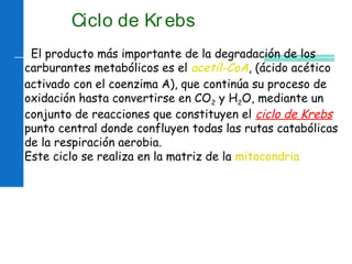 Ciclo de Krebs
El producto más importante de la degradación de los
carburantes metabólicos es el acetil-CoA, (ácido acético
activado con el coenzima A), que continúa su proceso de
oxidación hasta convertirse en CO2 y H2O, mediante un
conjunto de reacciones que constituyen el ciclo de Krebs
punto central donde confluyen todas las rutas catabólicas
de la respiración aerobia.
Este ciclo se realiza en la matriz de la mitocondria
 