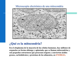 Microscopía electrónica de una mitocondria
¿Qué es la mitocondria?
En el citoplasma de la mayoría de las células humanas, hay millones de
organelos en forma oblonga y aplastada, que se llaman mitocondrias y
son pequeñas estructuras que procesan oxígeno y convierten ácidos
grasos, carbohidratos y proteínas de los alimentos, en ENERGIA.
 