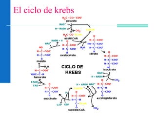 El ciclo de krebs
 