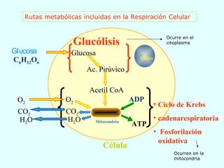 Célula
Núcleo
Mitocondria
Glucosa Glucosa
Ac. Pirúvico
Acetil CoA
ADP
ATP
Glucólisis
• Ciclo de Krebs
• cadenarespiratoria
• Fosforilación
oxidativa
C6H12O6
O2O2
CO2
H2O
CO2
H2O
Rutas metabólicas incluidas en la Respiración Celular
Ocurre en el
citoplasma
Ocurren en la
mitocondria
 