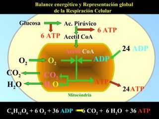 Mitocóndria
Acetil CoA
O2 O2
CO2
H2O
CO2
H2O
ADP
24 ADP
Balance energético y Representación global
de la Respiración Celular
Acetil CoA
Ac. Pirúvico
6 ATP
Glucosa
6 ATP
C6H12O6 + 6 O2 + 36 ADP 6 CO2 + 6 H2O + 36 ATP
ATP
ATP24
 