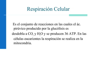 Respiración Celular
Es el conjunto de reacciones en las cuales el ác.
pirúvico producido por la glucólisis es
desdobla a CO2
y H2
O y se producen 36 ATP. En las
células eucariontes la respiración se realiza en la
mitocondria.
 