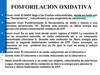 FOSFORILACION OXIDATIVA
 Primer nivel: El NADH llega a las Crestas mitocondriales, donde se oxida con
una "flavoproteína", reduciéndola (o sea cargándola de electrones).
 Segundo nivel: Posteriormente la flavoproteína se oxida y reduce a una
coenzima denominada "Q". Durante este proceso se libera energía que
ejecuta una primera fosforilación oxidativa de ATP
 Tercer nivel: Es en este nivel donde recién ingresa el FADH. La coenzima Q
que se encuentra reducida, se oxida reduciendo así a un compuesto
denominado citocromo b. Durante esta oxidación se libera energía para
ejecutar la segunda fosforilación oxidativa de ATP. Como concepto, un
citocromo es una proteína rica en Fe (por lo cual se oxida y reduce
fácilmente).
 Cuarto nivel: El citocromo b se oxida, reduciendo así al citocromo c.
 Quinto nivel: El citocromo c se oxida, reduciendo así al citocromo a.
 Sexto nivel:El citocromo a se oxida con oxigeno, reduciéndolo de esta forma
a agua. Durante esta última oxidación se libera la energía para ejecutar la
tercera y última fosforilación oxidativa de ATP.
 
