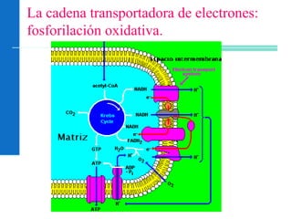 La cadena transportadora de electrones:
fosforilación oxidativa.
 
