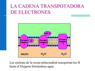 LA CADENA TRANSPOTADORA
DE ELECTRONES
Las enzimas de la cresta mitocondrial transportan los H
hasta el Oxigeno formándose agua.
 