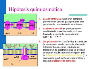 Hipótesis quimiosmótica
1. La ATP sintetasa es un gran complejo
proteico con canales para protones que
permiten la re-entrada de los mismos.
2. La síntesis de ATP se produce como
resultado de la corriente de protones
fluyendo a través de la membrana:
ADP + Pi
---> ATP
3. Los protones son transferidos a través de
la membrana, desde la matriz al espacio
intermembrana, como resultado del
transporte de electrones que se originan
cuando el NADH cede un hidrogeno. (Ver
la animación transporte de electrones.) La
continuada producción de esos protones
crea un gradiente de protones.
 
