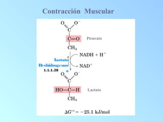 1.1.1.28
Piruvato
Lactato
Lactato
Deshidrogenas
a
Contracción Muscular
 