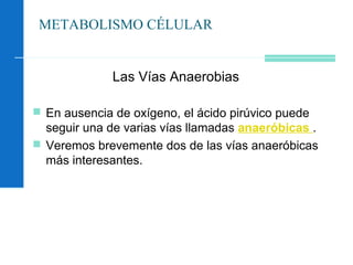 METABOLISMO CÉLULAR
Las Vías Anaerobias
 En ausencia de oxígeno, el ácido pirúvico puede
seguir una de varias vías llamadas anaeróbicas .
 Veremos brevemente dos de las vías anaeróbicas
más interesantes.
 