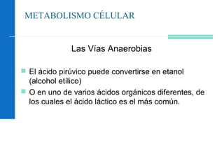 METABOLISMO CÉLULAR
Las Vías Anaerobias
 El ácido pirúvico puede convertirse en etanol
(alcohol etílico)
 O en uno de varios ácidos orgánicos diferentes, de
los cuales el ácido láctico es el más común.
 