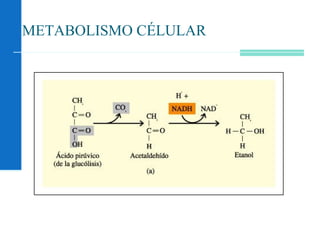 METABOLISMO CÉLULAR
 