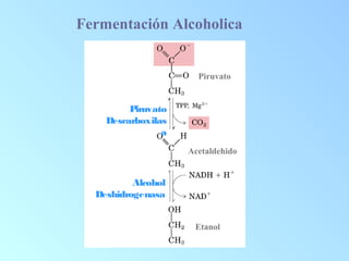 Piruvato
Acetaldehido
Etanol
Piruvato
Descarboxilas
a
Alcohol
Deshidrogenasa
Fermentación Alcoholica
 