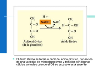  El ácido láctico se forma a partir del ácido pirúvico, por acción
de una variedad de microorganismos y también por algunas
células animales cuando el O2 es escaso o está ausente.
 
