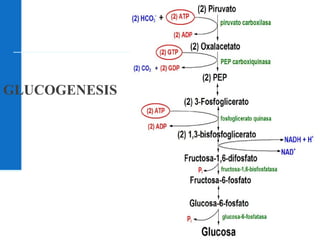 GLUCOGENESIS
 