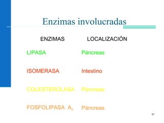 57
Enzimas involucradas
ENZIMAS LOCALIZACIÓN
LIPASA Páncreas
ISOMERASA Intestino
COLESTEROLASA Páncreas
FOSFOLIPASA A2 Páncreas
 