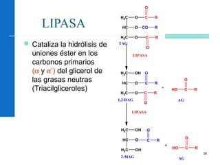 58
LIPASA
 Cataliza la hidrólisis de
uniones éster en los
carbonos primarios
(α y α’) del glicerol de
las grasas neutras
(Triacilgliceroles)
H2C OH
HC O
H2C O
C R
H2C OH
HC O
H2C OH
O
C R
O
H2C O
HC O
H2C O
CO R
C
O
R
C R
O
C R
O
CHO
O
R
CHO
O
R
1,2-DAG
+
LIPASA
2-MAG
+
TAG
LIPASA
AG
AG
 