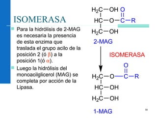 59
ISOMERASA
 Para la hidrólisis de 2-MAG
es necesaria la presencia
de esta enzima que
traslada el grupo acilo de la
posición 2 (ó β) a la
posición 1(ó α).
 Luego la hidrólisis del
monoacilglicerol (MAG) se
completa por acción de la
Lipasa.
H2C OH
HC O
H2C OH
C R
H2C O
HC OH
H2C OH
O
C R
O
1-MAG
2-MAG
ISOMERASA
 