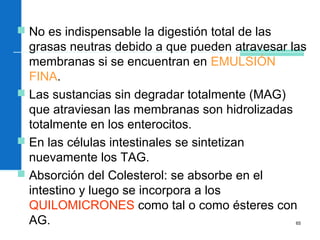 65
 No es indispensable la digestión total de las
grasas neutras debido a que pueden atravesar las
membranas si se encuentran en EMULSIÓN
FINA.
 Las sustancias sin degradar totalmente (MAG)
que atraviesan las membranas son hidrolizadas
totalmente en los enterocitos.
 En las células intestinales se sintetizan
nuevamente los TAG.
 Absorción del Colesterol: se absorbe en el
intestino y luego se incorpora a los
QUILOMICRONES como tal o como ésteres con
AG.
 