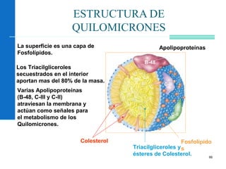 66
ESTRUCTURA DE
QUILOMICRONES
Fosfolípido
sTriacilgliceroles y
ésteres de Colesterol.
B-48
C-III
C-II
Apolipoproteínas
Colesterol
La superficie es una capa de
Fosfolípidos.
Los Triacilgliceroles
secuestrados en el interior
aportan mas del 80% de la masa.
Varias Apolipoproteínas
(B-48, C-III y C-II)
atraviesan la membrana y
actúan como señales para
el metabolismo de los
Quilomicrones.
 