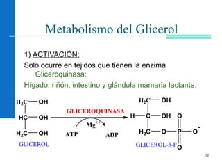 72
Metabolismo del Glicerol
1) ACTIVACIÓN:
Solo ocurre en tejidos que tienen la enzima
Gliceroquinasa:
Hígado, riñón, intestino y glándula mamaria lactante.
H2C OH
HC
H2C
OH
OH
H2C OH
C
H2C
OH
O P
O
O
O
-
H
ATP ADP
Mg
++
GLICEROQUINASA
GLICEROL GLICEROL-3-P
 