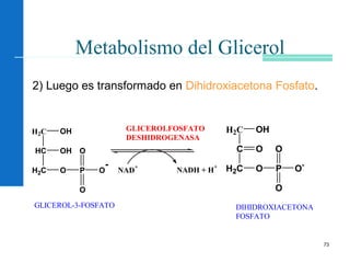 73
Metabolismo del Glicerol
2) Luego es transformado en Dihidroxiacetona Fosfato.
H2C OH
HC
H2C
OH
O P
O
O
O
-
NAD
+
NADH + H
+
H2C OH
C
H2C
O
O P
O
O
O-
GLICEROLFOSFATO
DESHIDROGENASA
DIHIDROXIACETONA
FOSFATO
GLICEROL-3-FOSFATO
 