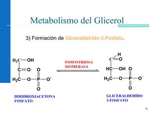 74
Metabolismo del Glicerol
3) Formación de Gliceraldehído-3-Fosfato.
H2C OH
C
H2C
O
O P
O
O
O-
C O
HC
H2C
OH
O P
O
O
O-
H
FOSFOTRIOSA
ISOMERASA
DIHIDROXIACETONA
FOSFATO
GLICERALDEHÍDO
3-FOSFATO
 
