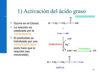 78
1) Activación del ácido graso
 Ocurre en el Citosol.
 La reacción es
catalizada por la
TIOQUINASA.
 El pirofosfato es
hidrolizado por una
PIROFOSFATASA
(esto hace que la
reacción sea
irreversible)
R CH2 CH2 C
O
OH
+
CoA SH
ATP
AMP + PPi
Mg++
TIOQUINASA
R CH2 CH2 C
O
S CoA
Acil CoA
2 Pi
Pirofosfatasa
 