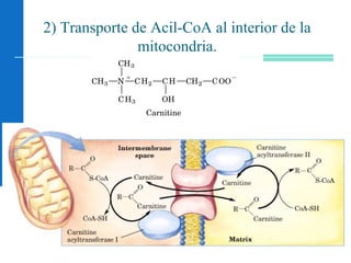 79
2) Transporte de Acil-CoA al interior de la
mitocondria.
 