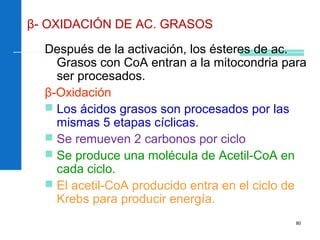 80
Después de la activación, los ésteres de ac.
Grasos con CoA entran a la mitocondria para
ser procesados.
β-Oxidación
 Los ácidos grasos son procesados por las
mismas 5 etapas cíclicas.
 Se remueven 2 carbonos por ciclo
 Se produce una molécula de Acetil-CoA en
cada ciclo.
 El acetil-CoA producido entra en el ciclo de
Krebs para producir energía.
β- OXIDACIÓN DE AC. GRASOS
 