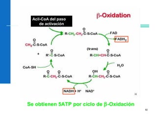 82
Acil-CoA del paso
de activación
Se obtienen 5ATP por ciclo de β-Oxidación
 