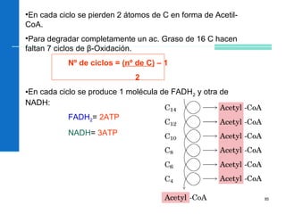 85
•En cada ciclo se pierden 2 átomos de C en forma de Acetil-
CoA.
•Para degradar completamente un ac. Graso de 16 C hacen
faltan 7 ciclos de β-Oxidación.
Nº de ciclos = (nº de C) – 1
2
•En cada ciclo se produce 1 molécula de FADH2 y otra de
NADH:
FADH2= 2ATP
NADH= 3ATP
 