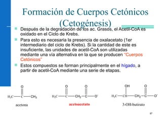 87
Formación de Cuerpos Cetónicos
(Cetogénesis) Después de la degradación de los ac. Grasos, el Acetil-CoA es
oxidado en el Ciclo de Krebs.
 Para esto es necesaria la presencia de oxalacetato (1er
intermediario del ciclo de Krebs). Si la cantidad de este es
insuficiente, las unidades de acetil-CoA son utilizadas
mediante una vía alternativa en la que se producen “Cuerpos
Cetónicos”
 Estos compuestos se forman principalmente en el hígado, a
partir de acetil-CoA mediante una serie de etapas.
H3C C
O
CH3
acetona
H3C C
O
CH2 C
O
O-
acetoacetato
H3C CH
OH
CH2 C
O
O-
3-OH-butirato
 
