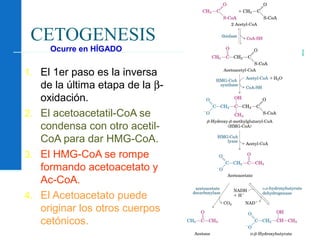 88
CETOGENESIS
1. El 1er paso es la inversa
de la última etapa de la β-
oxidación.
2. El acetoacetatil-CoA se
condensa con otro acetil-
CoA para dar HMG-CoA.
3. El HMG-CoA se rompe
formando acetoacetato y
Ac-CoA.
4. El Acetoacetato puede
originar los otros cuerpos
cetónicos.
Ocurre en HÍGADO
 