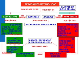 SON DE DOS TIPOS
CATABÓLICASCATABÓLICAS ANABÓLICASANABÓLICAS
DEL
GRIEGO CATABOLE
QUE SIGNIFICA
HACIA ABAJO
SON LAS QUE
DEGRADAN
MOLÉCU- LAS
COMPLEJAS HAS
TA MOLÉCULAS
SIM- PLES
POR LO QUE
SE
DESGASTAN
MATERIALES
Y SE PRODUCE
ENERGÍA Y
MA-TERIA
PRIMA
DEL
GRIEGOANABOLE
EJEMPLO
CARBOHIDRATOCARBOHIDRATO
SS
COCO22 + H+ H22O +O +
ENERGÍAENERGÍA
NECESARIO PARA
CRECER, REPARARSE
REPRODUCIRSE, ETC.
HACIA ARRIBA
SON LAS QUE
PRODUCEN
MOLÉCU- LAS
COMPLEJAS A
PARTIR DE
MOLÉCU-LAS
SIMPLES
EJEMPLO
POR LO QUE
SE
PRODUCEN
NUEVOS
MATE-RIALES
Y SE AL-
MACENA
ENER-GÍA
OCURREN EN
EL INTERIOR
DE LA CÉLULA
REACCIONES METABÓLICASREACCIONES METABÓLICAS
 