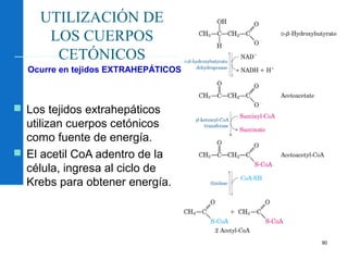 90
UTILIZACIÓN DE
LOS CUERPOS
CETÓNICOS
 Los tejidos extrahepáticos
utilizan cuerpos cetónicos
como fuente de energía.
 El acetil CoA adentro de la
célula, ingresa al ciclo de
Krebs para obtener energía.
Ocurre en tejidos EXTRAHEPÁTICOS
 