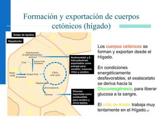 91
Formación y exportación de cuerpos
cetónicos (hígado)
Los cuerpos cetónicos se
forman y exportan desde el
Hígado.
En condiciones
energéticamente
desfavorables, el oxalacetato
se deriva hacia la
Gluconeogénesis, para liberar
glucosa a la sangre.
El ciclo de Krebs trabaja muy
lentamente en el Hígado.
Gotas de lípidos
Hepatocito
Acetoacetato y β-
hidroxibutirato
exportados como
energía para:
corazón, músculo,
riñón y cerebro.
Glucosa
exportada como
combustible
para cerebro y
otros tejidos.
 