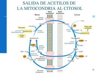 95
SALIDA DE ACETILOS DE
LA MITOCONDRIA AL CITOSOL
 
