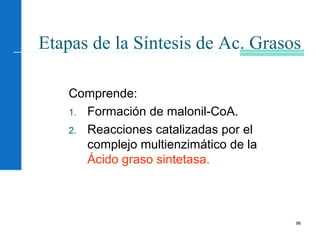 96
Etapas de la Síntesis de Ac. Grasos
Comprende:
1. Formación de malonil-CoA.
2. Reacciones catalizadas por el
complejo multienzimático de la
Ácido graso sintetasa.
 