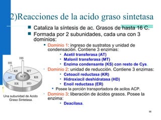 98
2)Reacciones de la acido graso sintetasa
 Cataliza la síntesis de ac. Grasos de hasta 16 C.
 Formada por 2 subunidades, cada una con 3
dominios:
 Dominio 1: ingreso de sustratos y unidad de
condensación. Contiene 3 enzimas:
• Acetil transferasa (AT)
• Malonil transferasa (MT)
• Enzima condensante (KS) con resto de Cys.
• Dominio 2: unidad de reducción. Contiene 3 enzimas:
• Cetoacil reductasa (KR)
• Hidroxiacil deshidratasa (HD)
• Enoil reductasa (ER)
 Posee la porción transportadora de acilos ACP.
• Dominio 3: liberación de ácidos grasos. Posee la
enzima:
• Deacilasa.
Una subunidad de Acido
Graso Sintetasa.
 