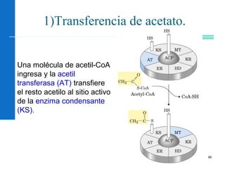 99
1)Transferencia de acetato.
Una molécula de acetil-CoA
ingresa y la acetil
transferasa (AT) transfiere
el resto acetilo al sitio activo
de la enzima condensante
(KS).
 