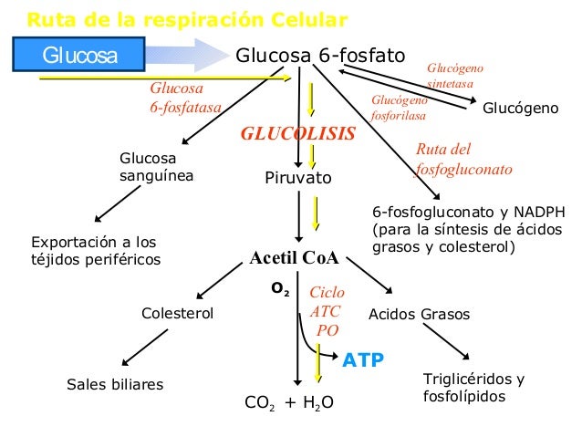 Un curso corto en metabolismo de los lipidos resumen