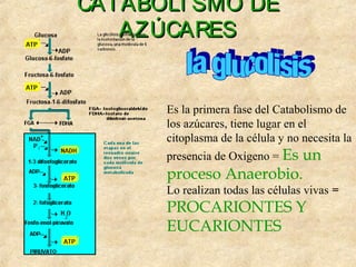 CATABOLI SMO DECATABOLI SMO DE
AZÚCARESAZÚCARES
Es la primera fase del Catabolismo de
los azúcares, tiene lugar en el
citoplasma de la célula y no necesita la
presencia de Oxígeno = Es un
proceso Anaerobio.
Lo realizan todas las células vivas =
PROCARIONTES Y
EUCARIONTES
 