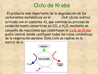 Ciclo de Krebs
El producto más importante de la degradación de los
carburantes metabólicos es el acetil-CoA, (ácido acético
activado con el coenzima A), que continúa su proceso de
oxidación hasta convertirse en CO2 y H2O, mediante un
conjunto de reacciones que constituyen el ciclo de Krebs
punto central donde confluyen todas las rutas catabólicas
de la respiración aerobia. Este ciclo se realiza en la
matriz de la mitocondria
 