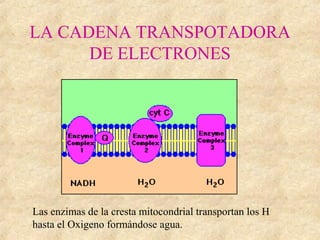 LA CADENA TRANSPOTADORA
DE ELECTRONES
Las enzimas de la cresta mitocondrial transportan los H
hasta el Oxigeno formándose agua.
 