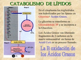 CATABOLISMO DE LÍPIDOSCATABOLISMO DE LÍPIDOS
En el citoplasma los triglicéridos
son hidrolizados por las lipasas en
Glicerina+ Ácidos Grasos.
La glicerina se transforma en
Gliceraldehido 3P y se incorpora a
la Glucolisis.
Los Ácidos Grasos van liberando
fragmentos de 2 carbonos en la
matriz mitocondrial en forma de
Acetil CoA en un proceso llamado:
 