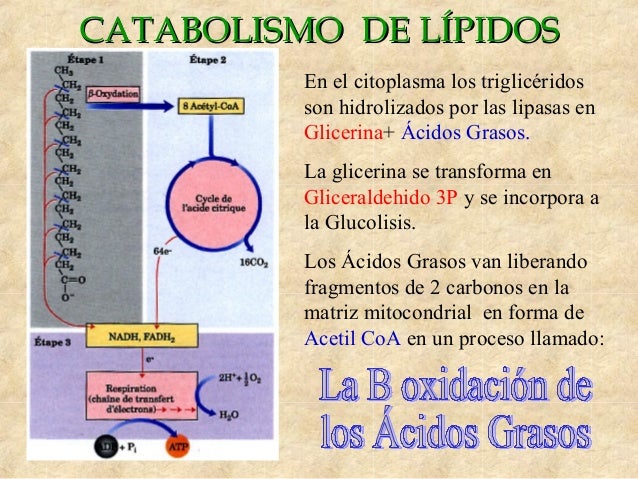 El metabolismo celular