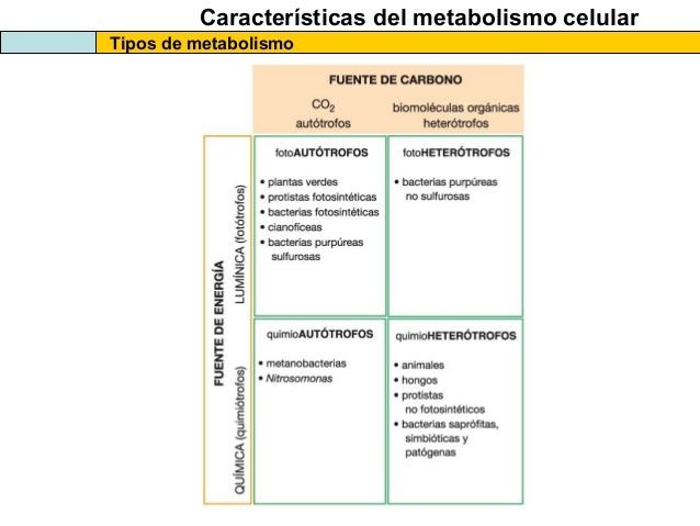 2 minutos guían en que es la tasa de metabolismo basal