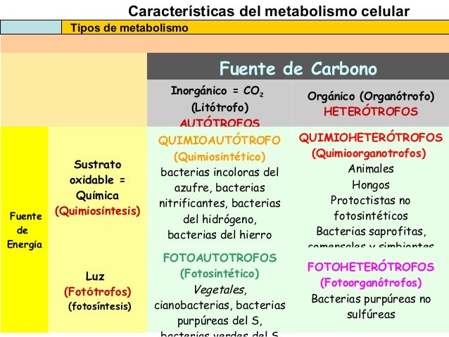 las recetas de la dieta del metabolismo acelerado consejos