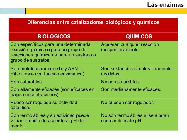 El Metabolismo Celular Catabolismo 2013